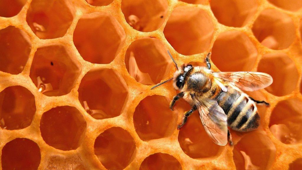  Honeycomb Dicken Northwest Ann Arbor MI